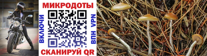 Купить  Каневская  Псилоцибиновые грибы мухоморы 